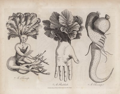 A Turnip, A Radish, A Parsnip by English School