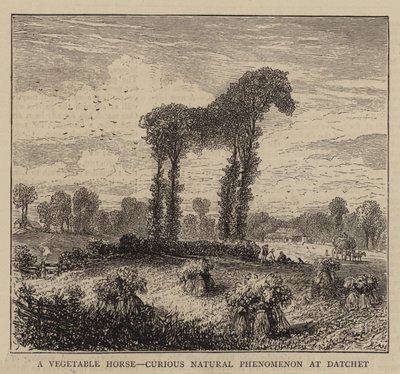 A Vegetable Horse, Curious Natural Phenomenon at Datchet by English School
