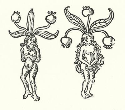 A pair of mandrakes from an old woodcut by English School