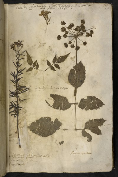 Dried Plant Specimen with Explanation, from the 