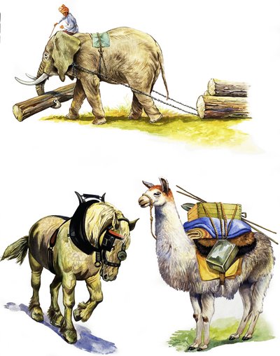 All Sorts of Working Animals by English School