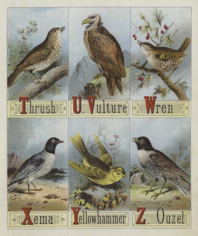 Alphabet of Birds by English School