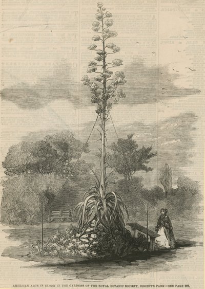 American Aloe in Bloom by English School
