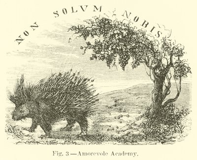 Amorevole Academy by English School