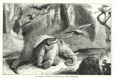 An Indian Jungle, Alligator and Dead Elephant by English School