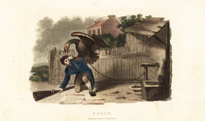 An eagle attacking its keeper in revenge for a whipping a week before by English School