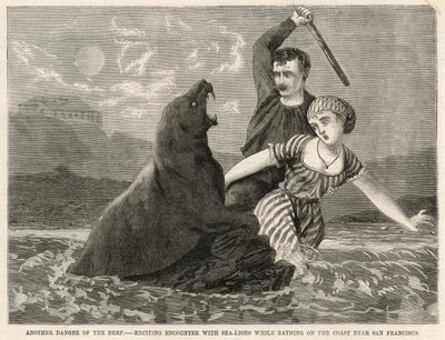 An exciting encounter with sea-lions while bathing on the coast near San Francisco by English School