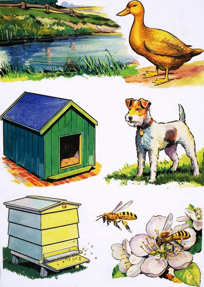 Animals and Their Homes by English School