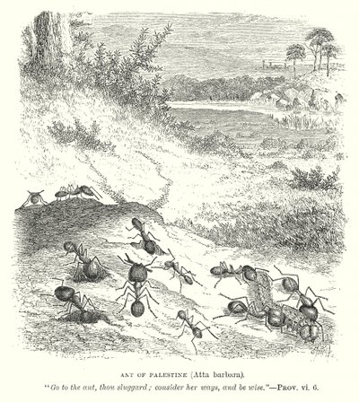Ant of Palestine (Atta Barbara) by English School