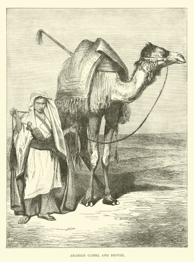 Arabian Camel and Driver by English School