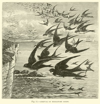 Arrival of Migratory Birds by English School