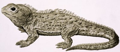 At Home in the Wilds: Land of Living Fossils by English School