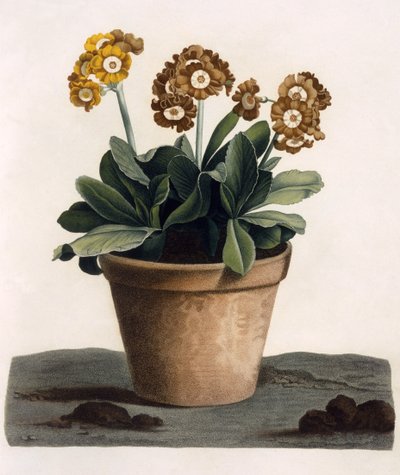 Auricula in a Pot, c.1840s by English School