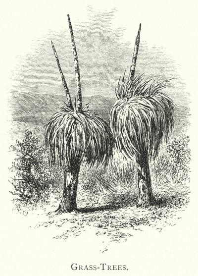 Australia: Grass-Trees by English School