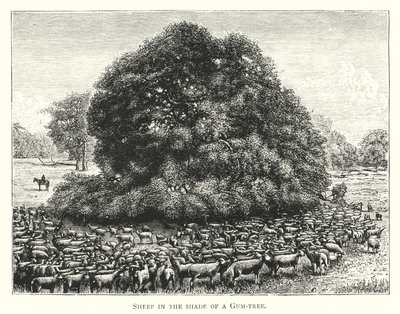 Australia: Sheep in the shade of a Gum-tree by English School