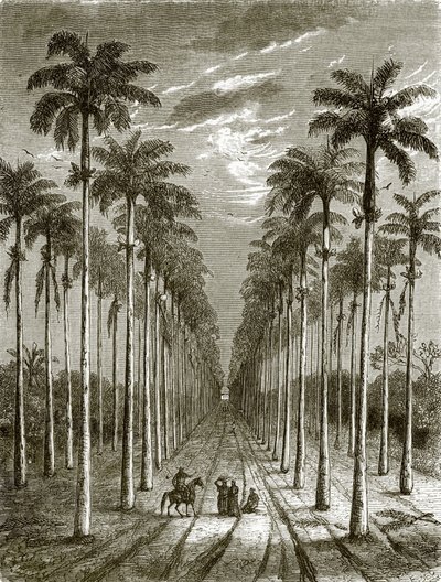 Avenue of palm trees, leading to a residence in Cuba by English School