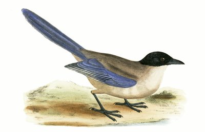 Azure Winged Magpie, illustration from 