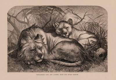 Babylonian Lion and Lioness from the River Karoom by English School