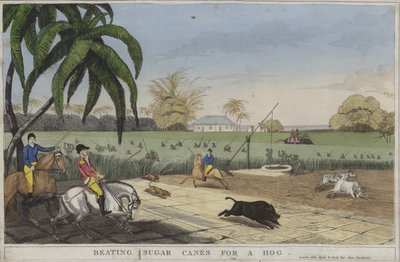 Beating sugar canes for a hog by English School