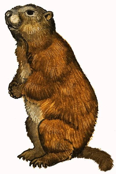 Beaver by English School