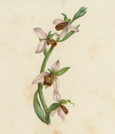 Bee Orchis, Ophrys Apifera by English School