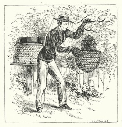 Beekeeping by English School
