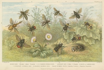 Bees by English School