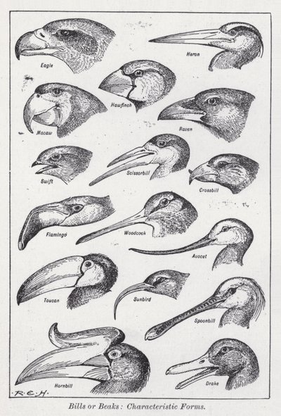 Bills or beaks, characteristic forms by English School