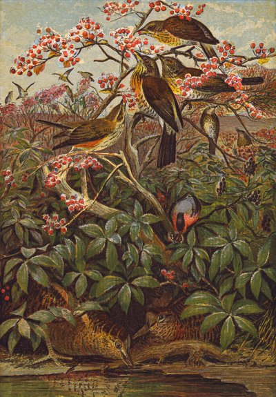 Birds by English School
