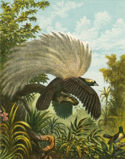 Birds of Paradise by English School