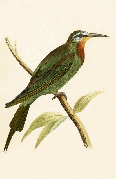 Blue Cheeked Bee Eater, illustration from 