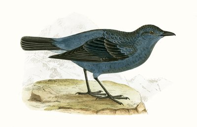 Blue Thrush (Illustration from 