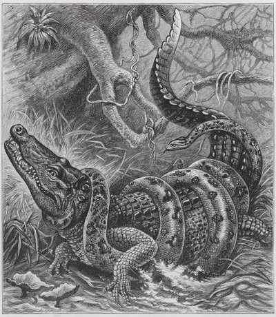 Boa and Crocodile by English School