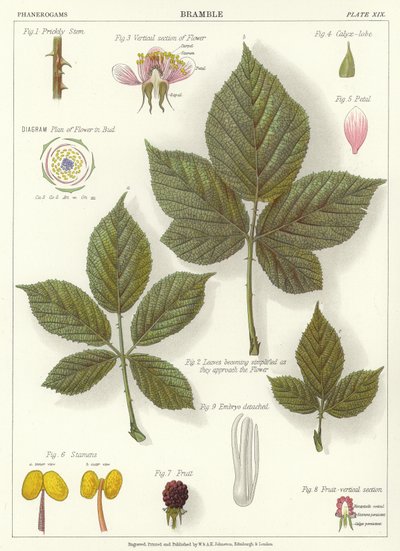 Bramble by English School