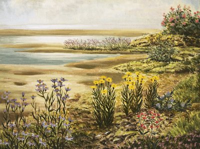 British Salt-Marsh Flowers by English School