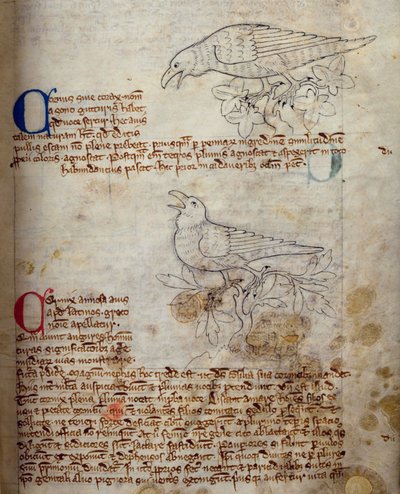 Raven and Crow, from Bestiary by English School