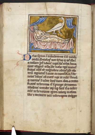 Caladrius Bird - Bestiary, Royal MS 12 C XIX, f.47v by English School