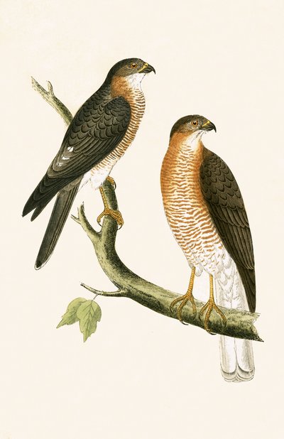 Calcutta Sparrow Hawk, Illustration from 
