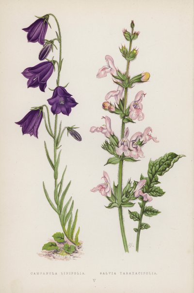 Campanula Linifolia; Salvia Taraxacifolia by English School
