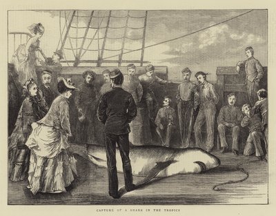 Capture of a Shark in the Tropics by English School