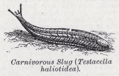 Carnivorous slug, Testacella haliotidea by English School