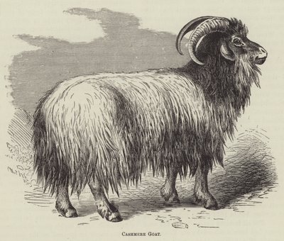 Cashmere Goat by English School
