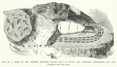 Cell of a Queen of the Termites Bellicosi, broken open in front; the Labourers surrounding her, and carrying off her Eggs by English School
