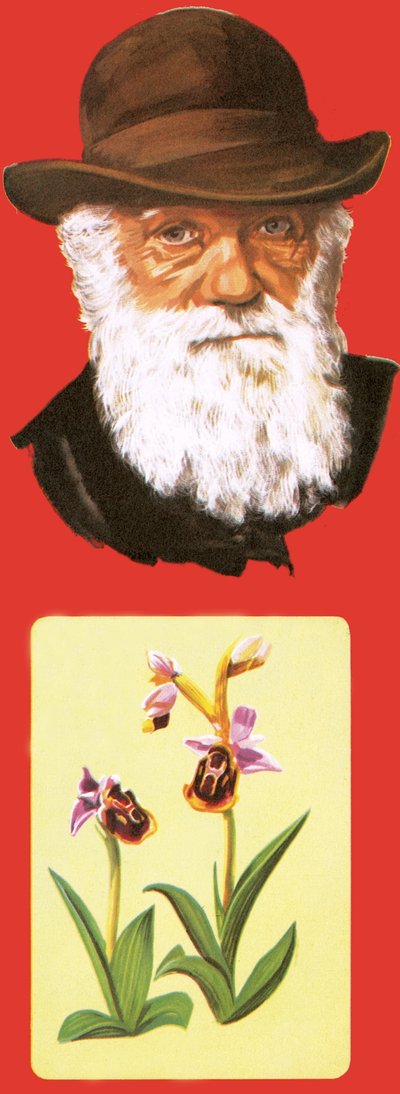 Charles Darwin by English School