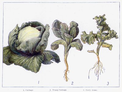 Chief Varieties of Green-Crop by English School