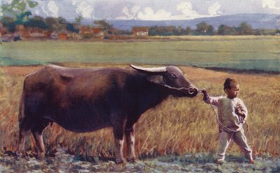 Children of China: Child Leading Buffalo by English School