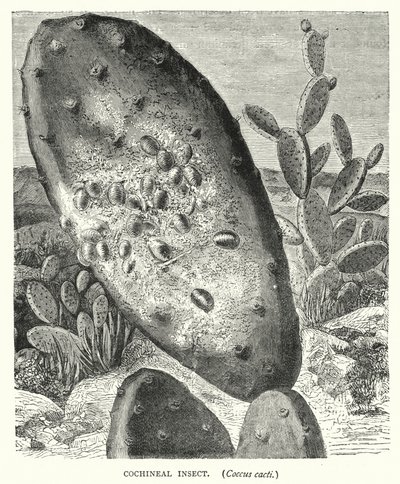 Cochineal Insect, Coccus Cacti (Engraving) by English School