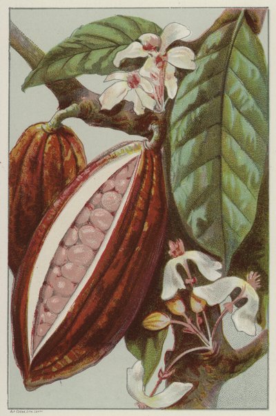 Cocoa Flowers and Pods, Showing Inside of a Pod by English School
