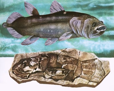Coelacanth and its fossil by English School