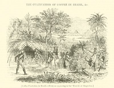 Coffee Plantation in Brazil by English School